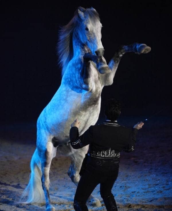 Spectacle équitation au salon du cheval d'Albi