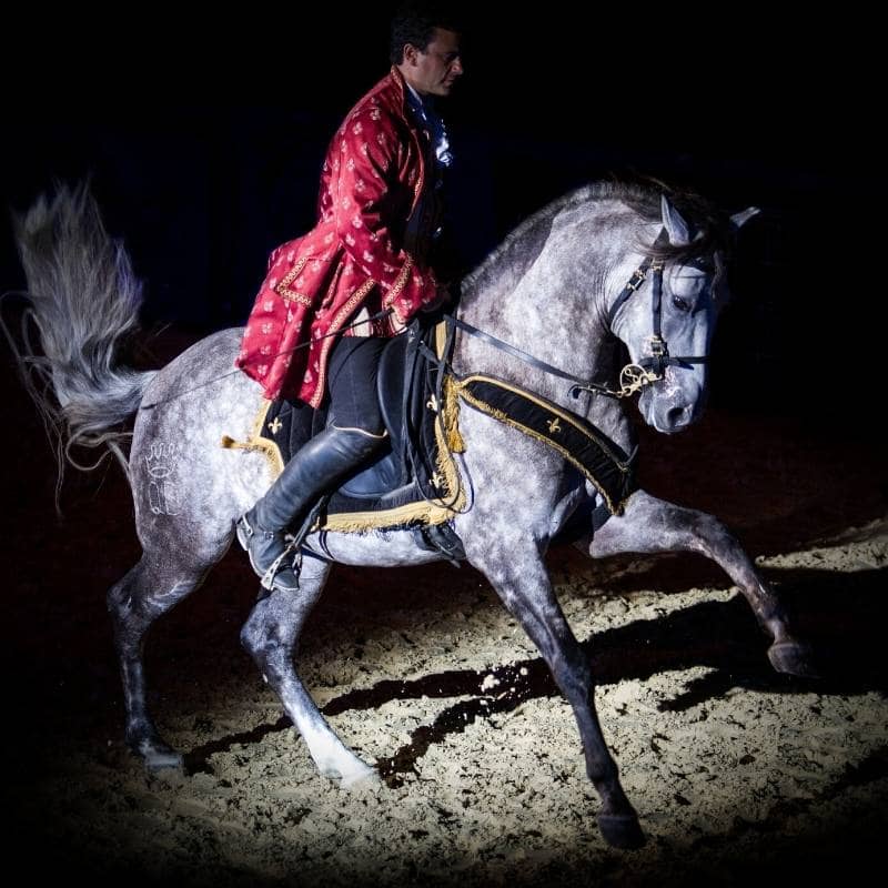 cavalier au salon du cheval d'Albi